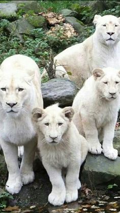 four white lions are standing on some rocks