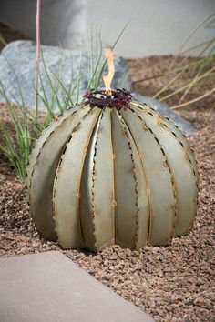 a cactus plant sitting on top of a dirt ground next to a rock and grass