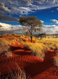 a lone tree stands in the middle of a red desert landscape with sparse grass and trees