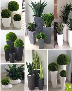 several different types of potted plants in various shapes and sizes