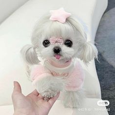 a small white dog wearing a pink sweater and bow tie sitting on top of a person's hand