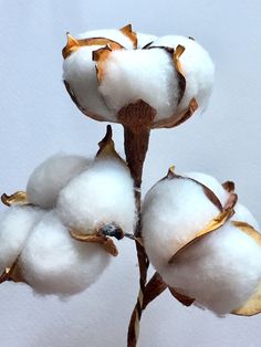 cotton plant with white background and no leaves in the foreground, close up view