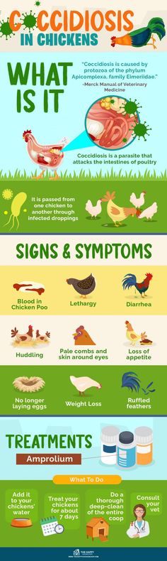 the different types of food that are on display in this info sheet, which includes information about