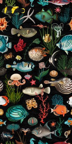 an image of many different types of fish on a black background with corals and seaweed