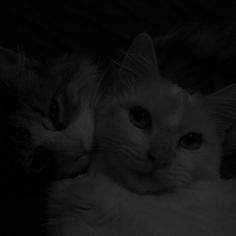 two cats laying next to each other in the dark