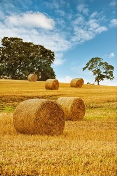 hay bales in a field under a blue sky