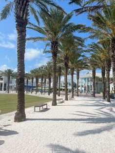 palm trees line the beach in front of white buildings