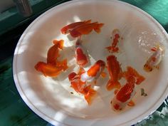 a white plate with goldfish in it