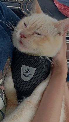 a cat sleeping on top of someone's lap with his head resting on their arm