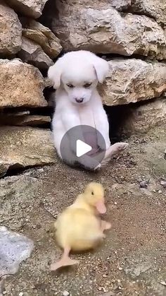 a small white dog sitting next to a baby duck on top of a rocky ground