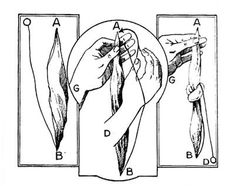 the diagram shows how to use scissors and other tools for cutting leaves, vintage line drawing or engraving illustration