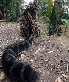 a tiger cat sitting on the ground next to another cat