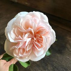 a person holding a pink flower on top of a wooden table