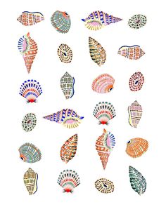 many different types of seashells on a white background