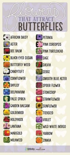 a poster with the names of different types of flowers and butterflies on it's side