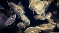 many jellyfish are swimming in the water