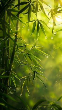 green bamboo leaves with water drops on them