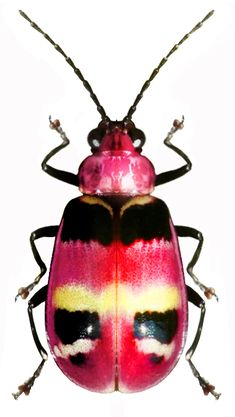 a pink and yellow bug with black stripes on it's back legs, sitting in front of a white background