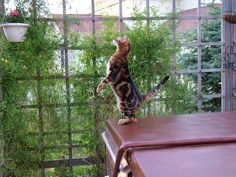 a cat standing on top of a wooden table next to a green plant filled with flowers