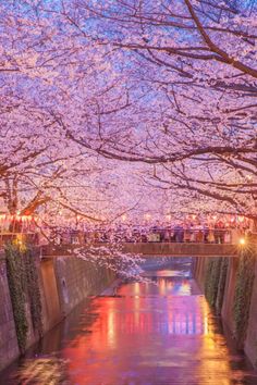 cherry blossoms are blooming along the river