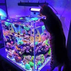 a cat standing on its hind legs looking at an aquarium filled with colorful corals