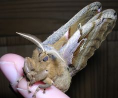 a close up of a person's hand holding a small moth with it's wings spread