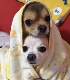 two small dogs wrapped up in blankets