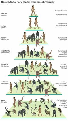 a pyramid with different types of animals and people on it, all labeled in the same language