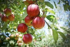 red apples hanging from the branches of an apple tree