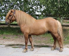 a large brown horse standing on top of a stone floor next to a lush green tree