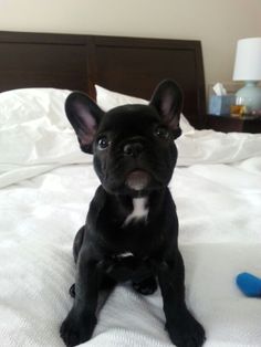 a small black dog sitting on top of a bed next to a blue toy mouse