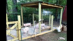 three pigs in a pen with the words diy simple pig pen