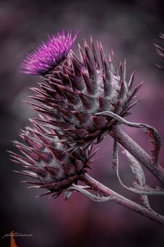 a purple flower with long spikes on it