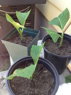 three potted plants with green leaves in them