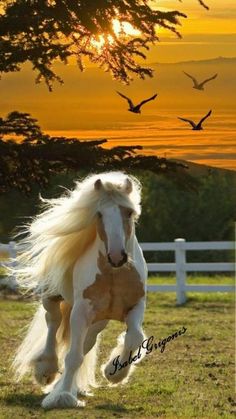 a white and brown horse running in the grass