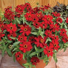 red flowers are growing in a pot on the ground