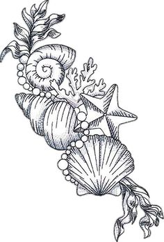 an ink drawing of seashells and starfish