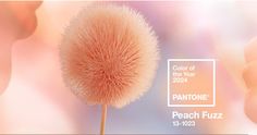 the color of the year pantone peach fuzz is shown in this image, and it