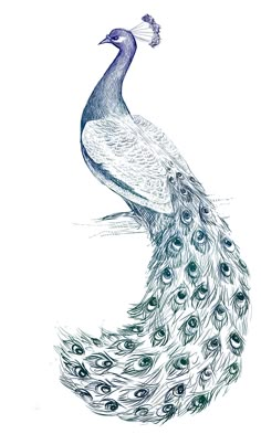 a drawing of a peacock with feathers spread out