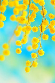 some yellow flowers are hanging from a branch with blue sky in the backround