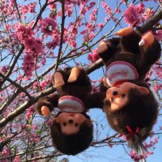 three stuffed monkeys hanging from the branches of a cherry tree with pink flowers in the background