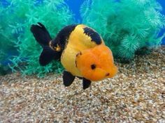 an orange and black fish is swimming in the water