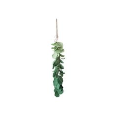 a green plant hanging from a rope on a white background