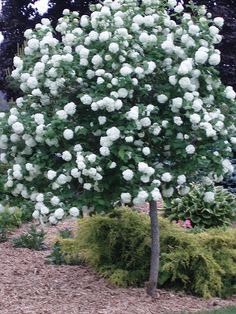 a tree with white flowers in a garden