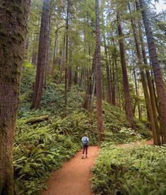 a person walking down a trail in the woods with trees and ferns on both sides