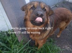 a dog with its tongue hanging out standing next to a fence and grass in front of it