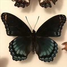 a group of butterflies sitting on top of a white surface next to each other,