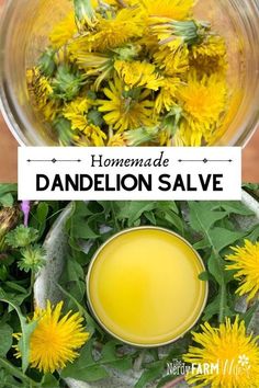 Dandelion Salve, Medicine Recipes, Medical Plants, Herbal Medicine Recipes, Herbal Remedies Recipes, Dandelion Flowers, Salve Recipes, Medicinal Herbs Garden, Herbal Salves