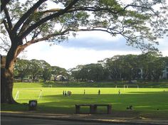 people are playing soccer in the park on a sunny day with green grass and trees