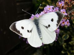 a white butterfly sitting on top of purple flowers